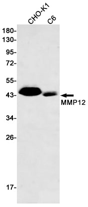 Anti-MMP12 Rabbit Monoclonal Antibody