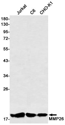 Anti-MMP26 Rabbit Monoclonal Antibody