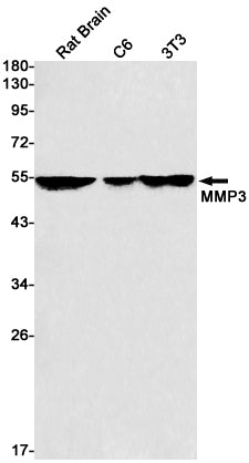 Anti-MMP3 Rabbit Monoclonal Antibody