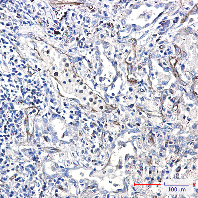 Anti-Moesin Rabbit Monoclonal Antibody