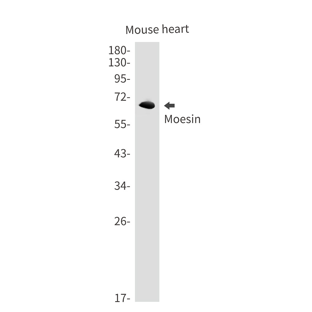 Anti-Moesin Rabbit Monoclonal Antibody
