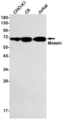 Anti-Moesin Rabbit Monoclonal Antibody