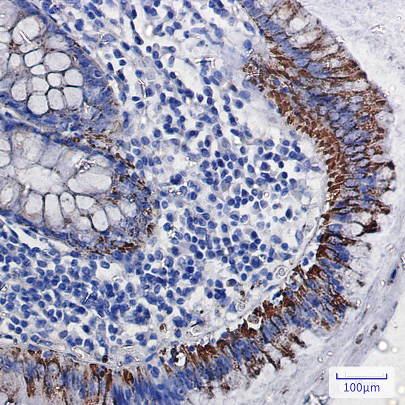 Anti-Monoamine Oxidase A Rabbit Monoclonal Antibody