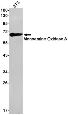 Anti-Monoamine Oxidase A Rabbit Monoclonal Antibody