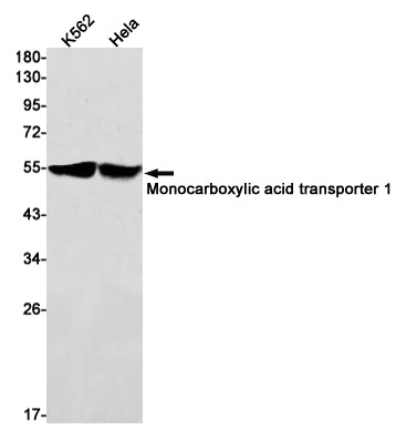 Anti-Monocarboxylic Acid Transporter 1 Rabbit Monoclonal Antibody