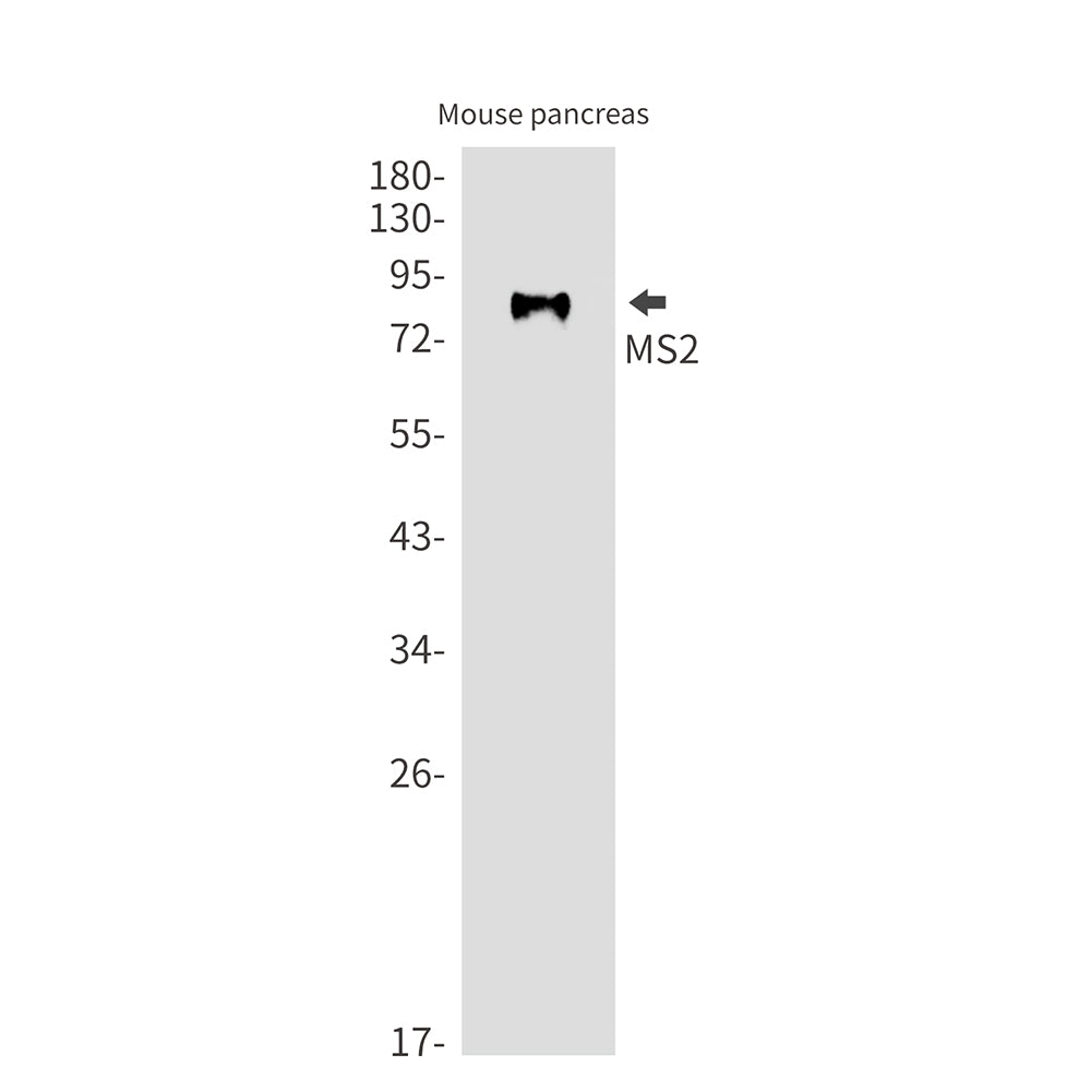 Anti-MS2 Rabbit Monoclonal Antibody