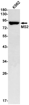 Anti-MS2 Rabbit Monoclonal Antibody