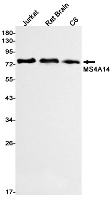 Anti-MS4A14 Rabbit Monoclonal Antibody