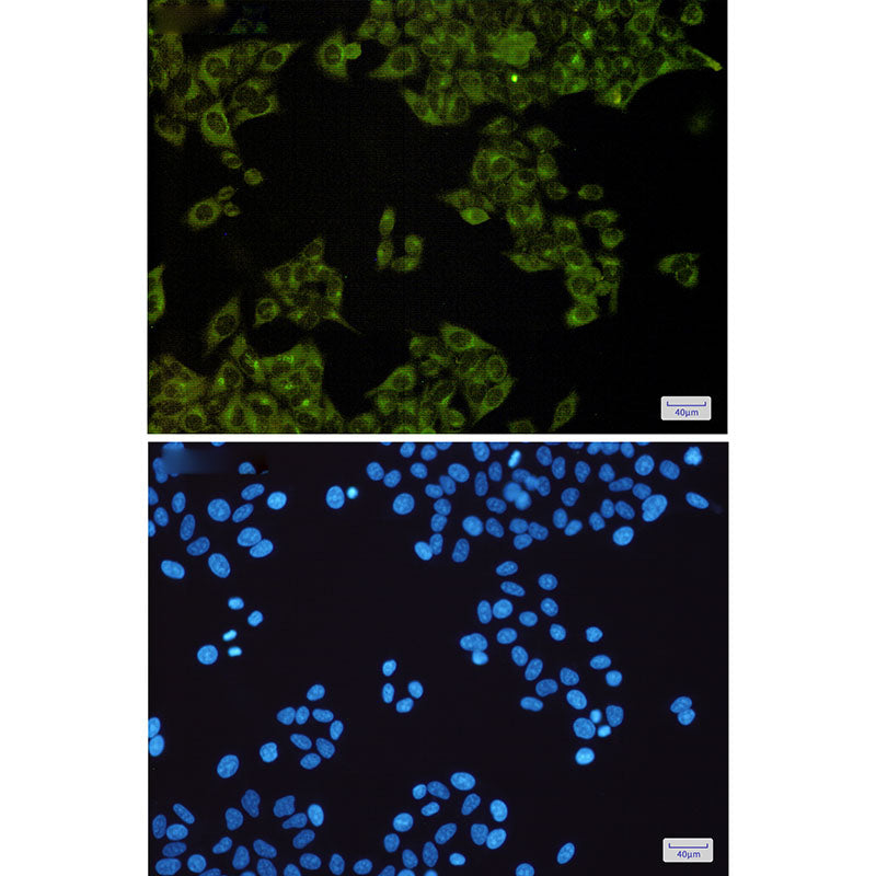 Anti-MST4 Rabbit Monoclonal Antibody