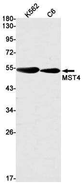 Anti-MST4 Rabbit Monoclonal Antibody