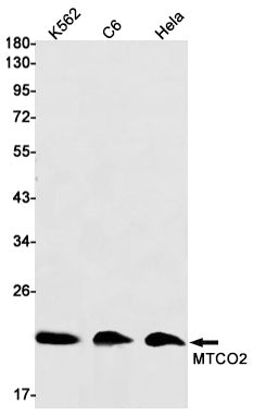 Anti-MTCO2 Rabbit Monoclonal Antibody