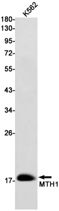 Anti-MTH1 Rabbit Monoclonal Antibody