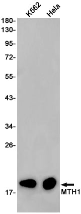 Anti-MTH1 Rabbit Monoclonal Antibody