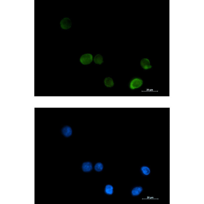 Anti-MTHFR Rabbit Monoclonal Antibody