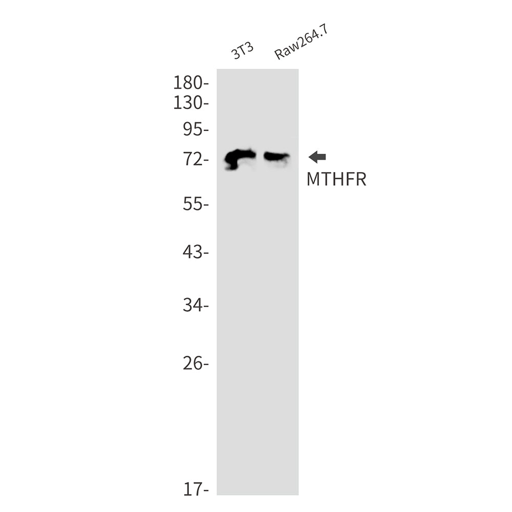 Anti-MTHFR Rabbit Monoclonal Antibody