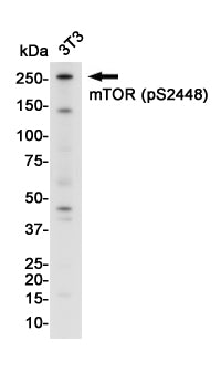 Anti-Phospho-mTOR (Ser2448) Rabbit Monoclonal Antibody