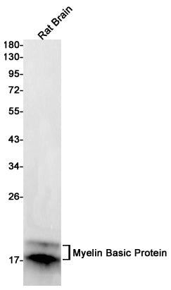 Anti-Myelin Basic Protein Rabbit Monoclonal Antibody