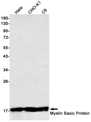 Anti-Myelin Basic Protein Rabbit Monoclonal Antibody