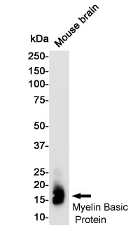 Anti-Myelin Basic Protein Rabbit Monoclonal Antibody