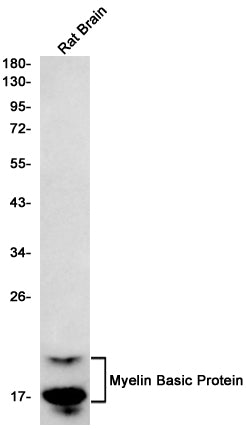 Anti-Myelin Basic Protein Rabbit Monoclonal Antibody
