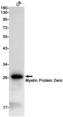Anti-Myelin Protein Zero Rabbit Monoclonal Antibody