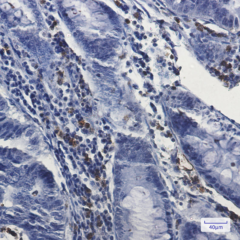 Anti-Myeloperoxidase Rabbit Monoclonal Antibody