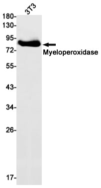 Anti-Myeloperoxidase Rabbit Monoclonal Antibody