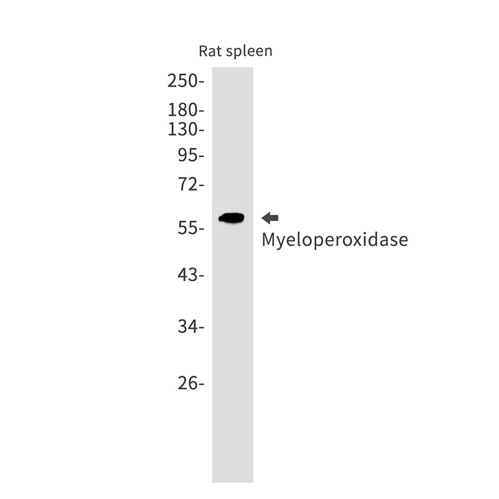 Anti-Myeloperoxidase Rabbit Monoclonal Antibody