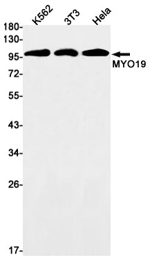 Anti-MYO19 Rabbit Monoclonal Antibody