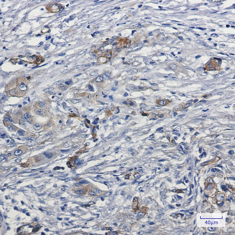 Anti-MYO1B Rabbit Monoclonal Antibody