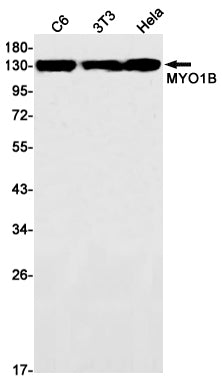 Anti-MYO1B Rabbit Monoclonal Antibody