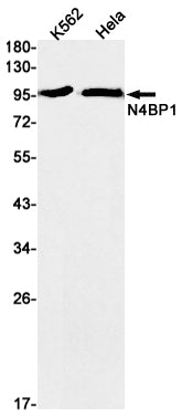 Anti-N4BP1 Rabbit Monoclonal Antibody