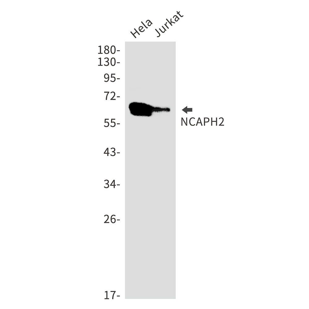 Anti-NCAPH2 Rabbit Monoclonal Antibody