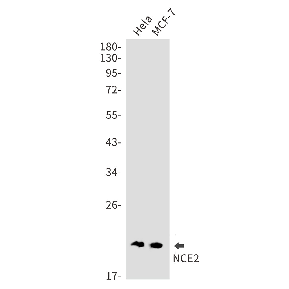 Anti-NCE2 Rabbit Monoclonal Antibody
