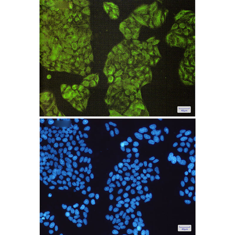 Anti-NCK2 Rabbit Monoclonal Antibody