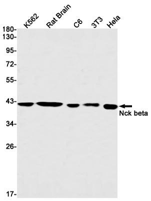 Anti-NCK2 Rabbit Monoclonal Antibody