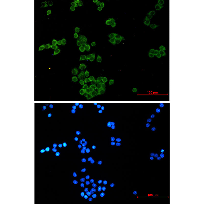 Anti-NCK1 Rabbit Monoclonal Antibody