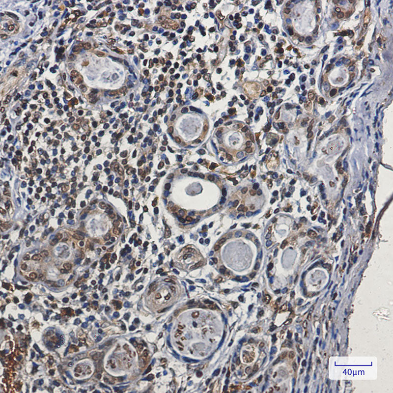 Anti-NCK1 Rabbit Monoclonal Antibody