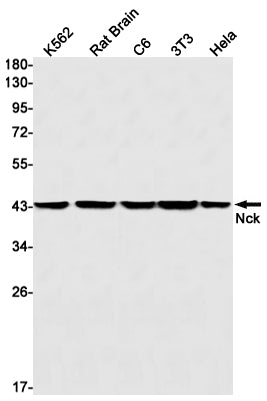 Anti-NCK1 Rabbit Monoclonal Antibody