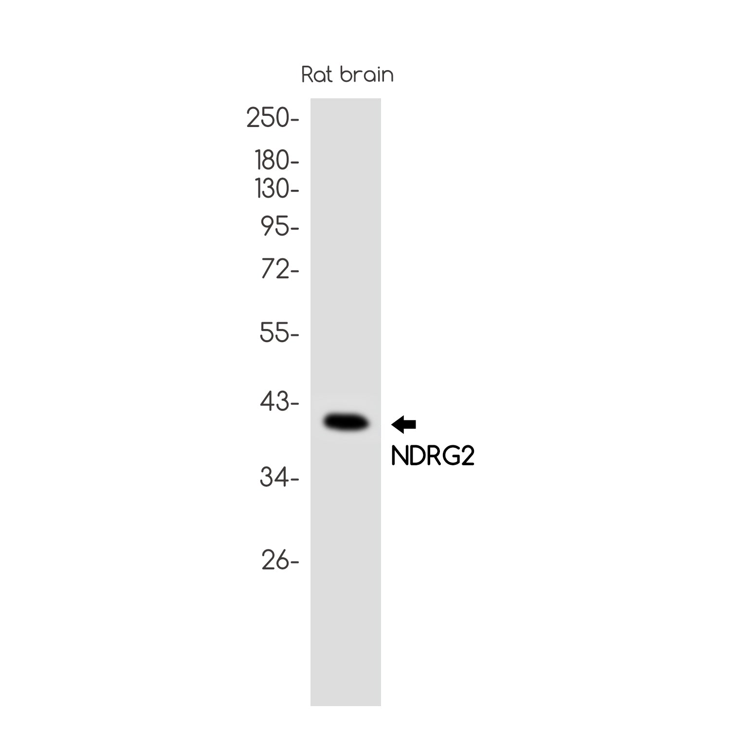 Anti-NDRG2 Rabbit Monoclonal Antibody