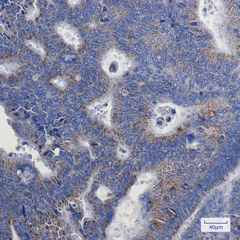 Anti-NDUFA1 Rabbit Monoclonal Antibody