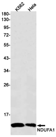 Anti-NDUFA1 Rabbit Monoclonal Antibody