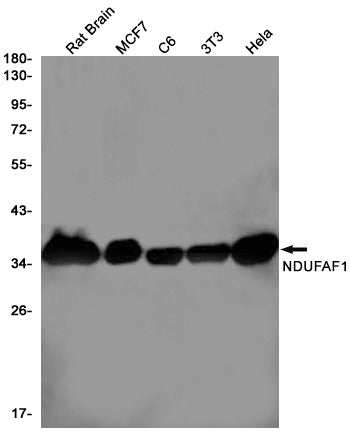 Anti-NDUFAF1 Rabbit Monoclonal Antibody