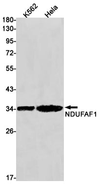 Anti-NDUFAF1 Rabbit Monoclonal Antibody