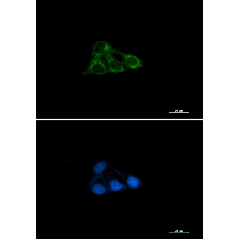 Anti-NDUFAF4 Rabbit Monoclonal Antibody