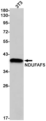 Anti-NDUFAF5 Rabbit Monoclonal Antibody