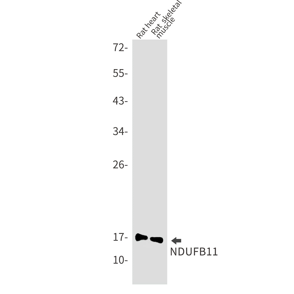 Anti-NDUFB11 Rabbit Monoclonal Antibody