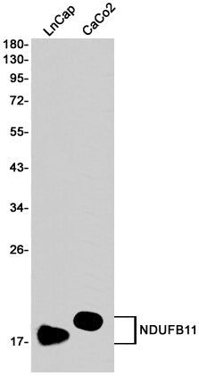 Anti-NDUFB11 Rabbit Monoclonal Antibody