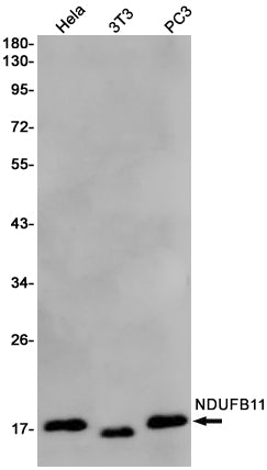 Anti-NDUFB11 Rabbit Monoclonal Antibody