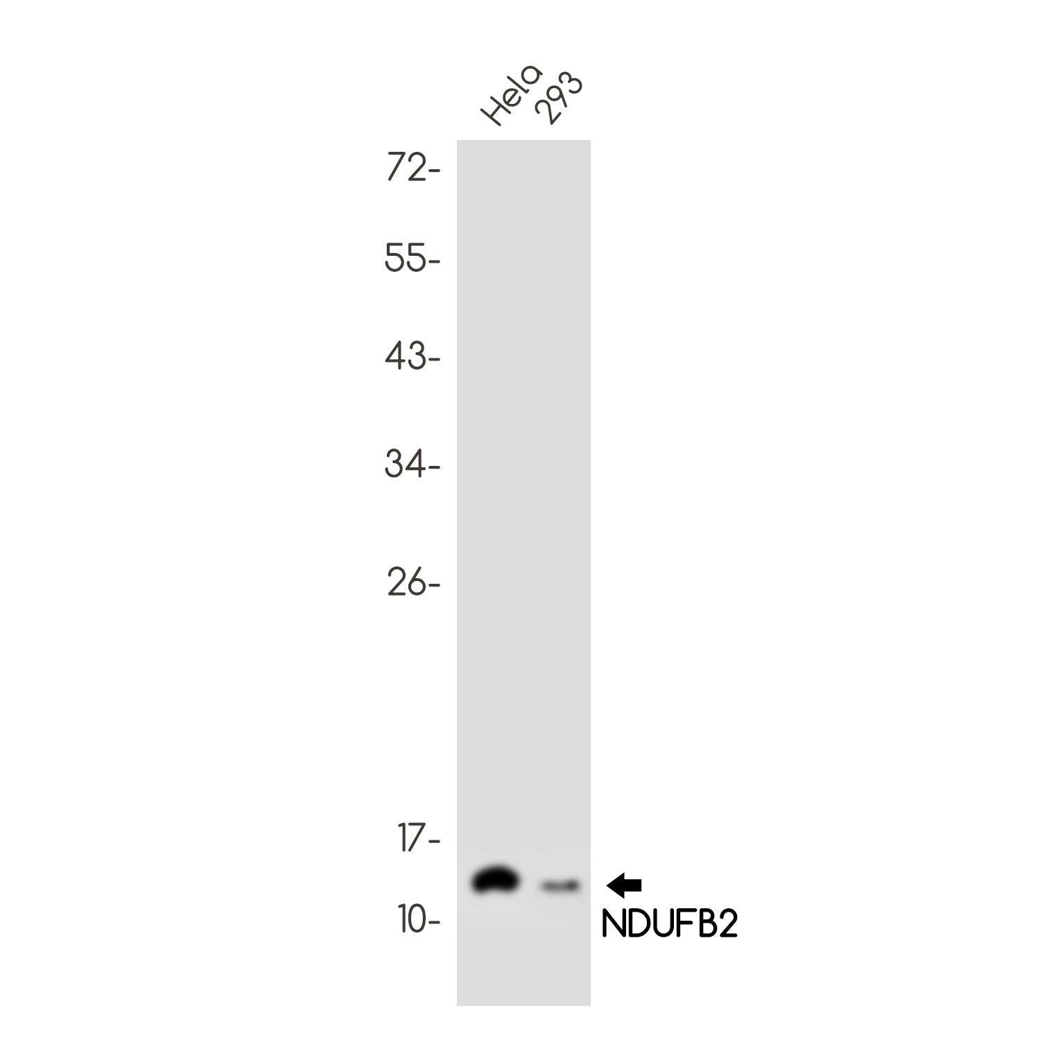 Anti-NDUFB2 Rabbit Monoclonal Antibody
